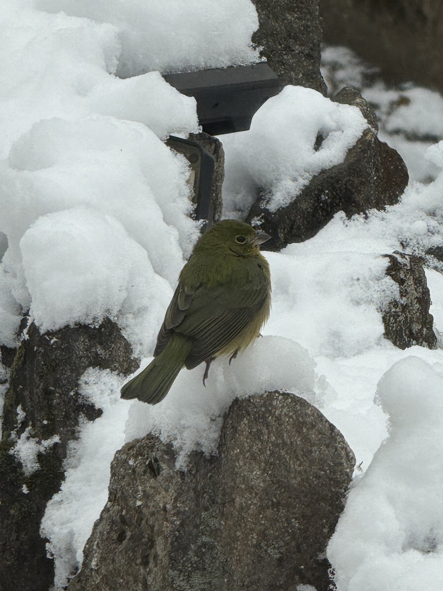 Painted Bunting - ML646982549