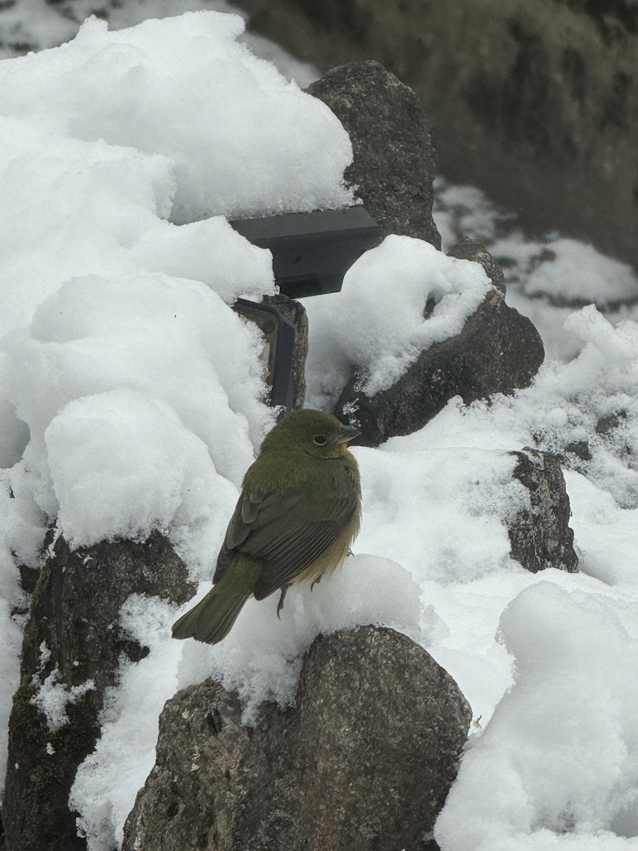 Painted Bunting - ML646982550