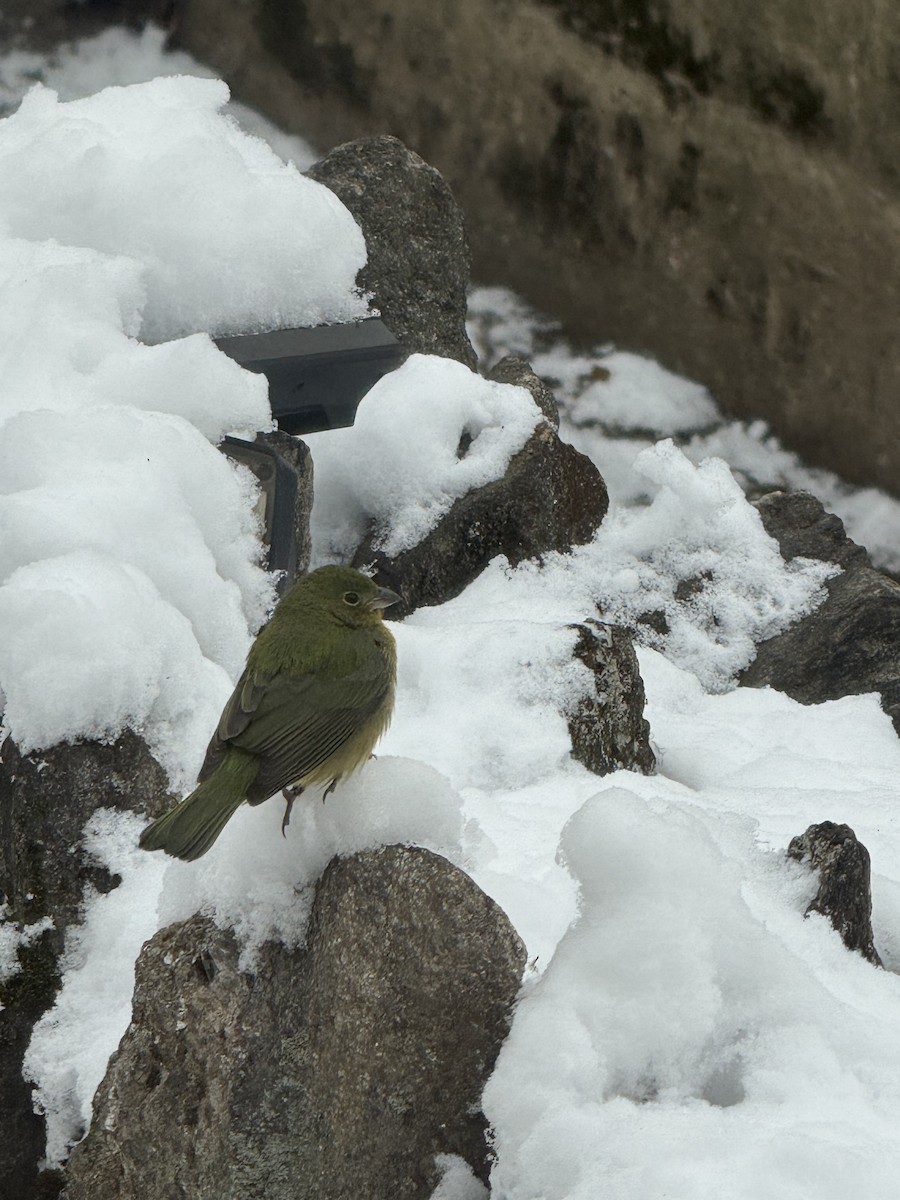 Painted Bunting - ML646982551