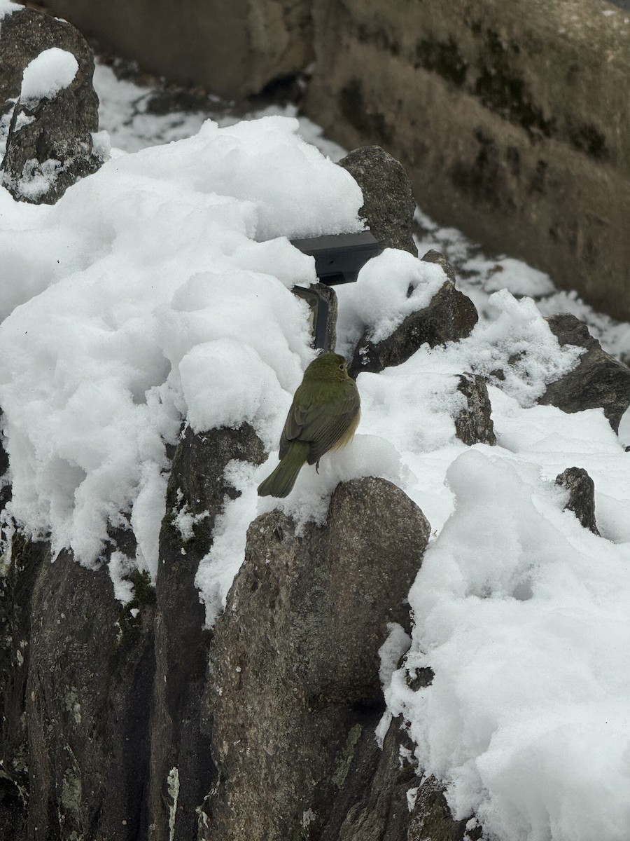 Painted Bunting - ML646982552