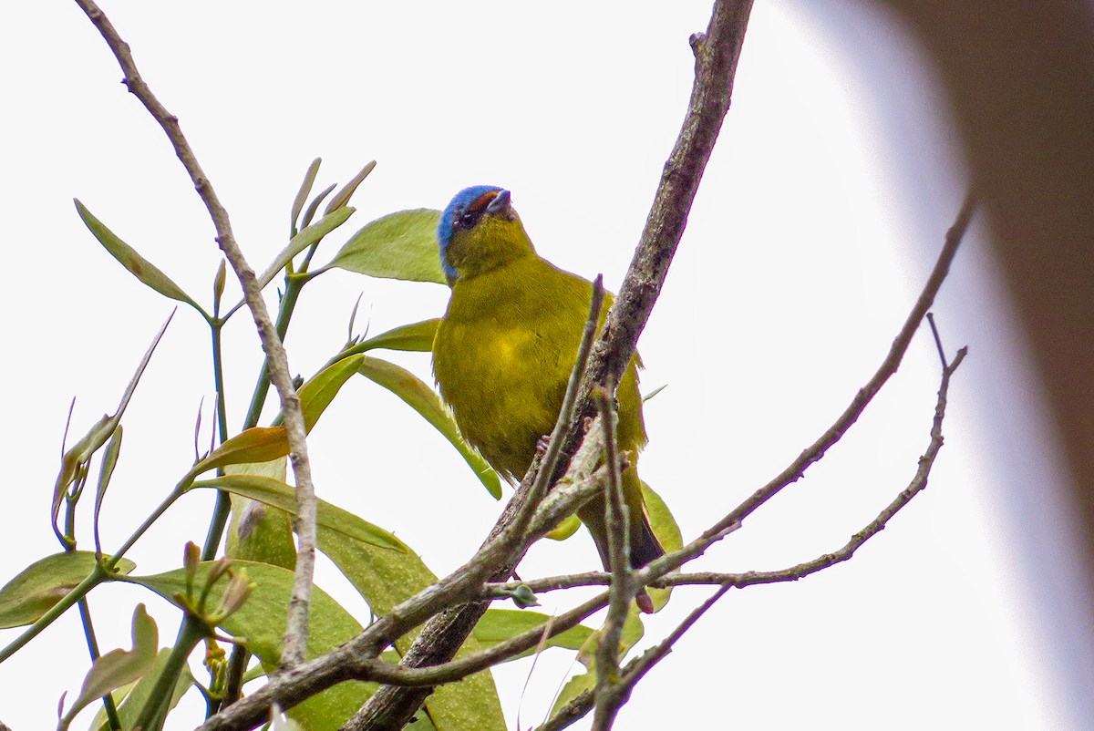 Golden-rumped Euphonia - ML646982553