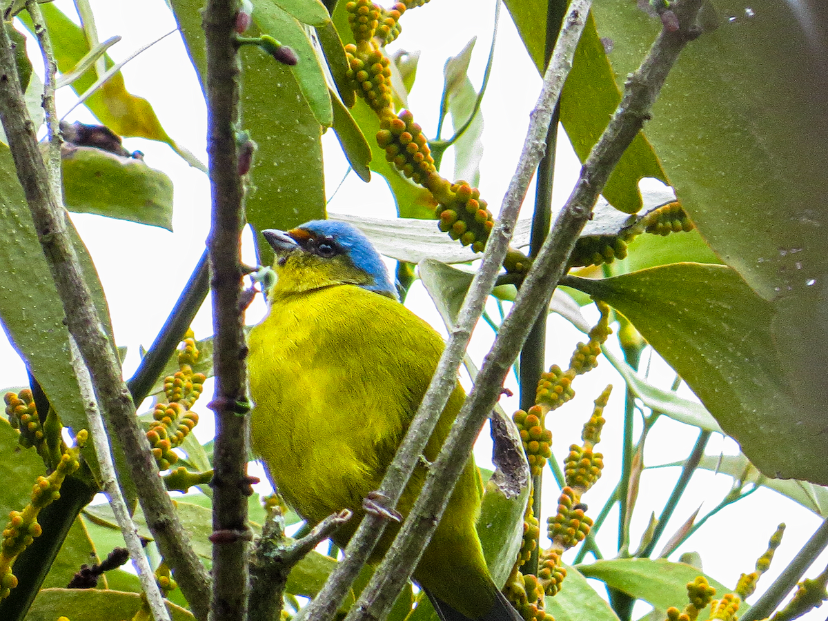 Golden-rumped Euphonia - ML646982554