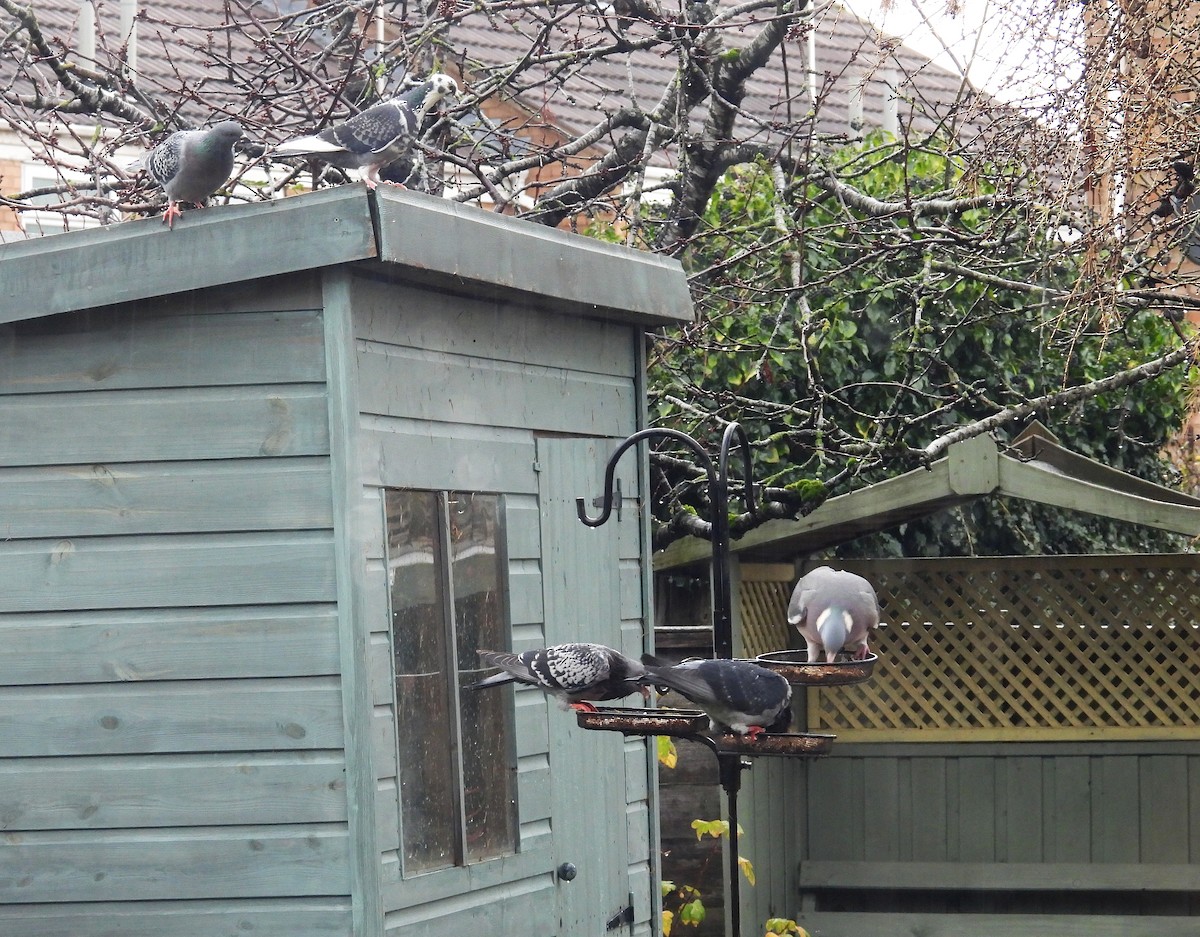 יונת בית - ML646982556