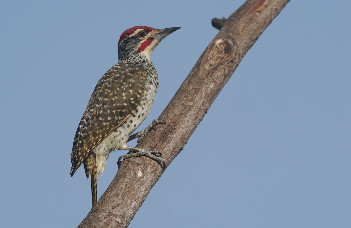 Nubierspecht - ML646982559