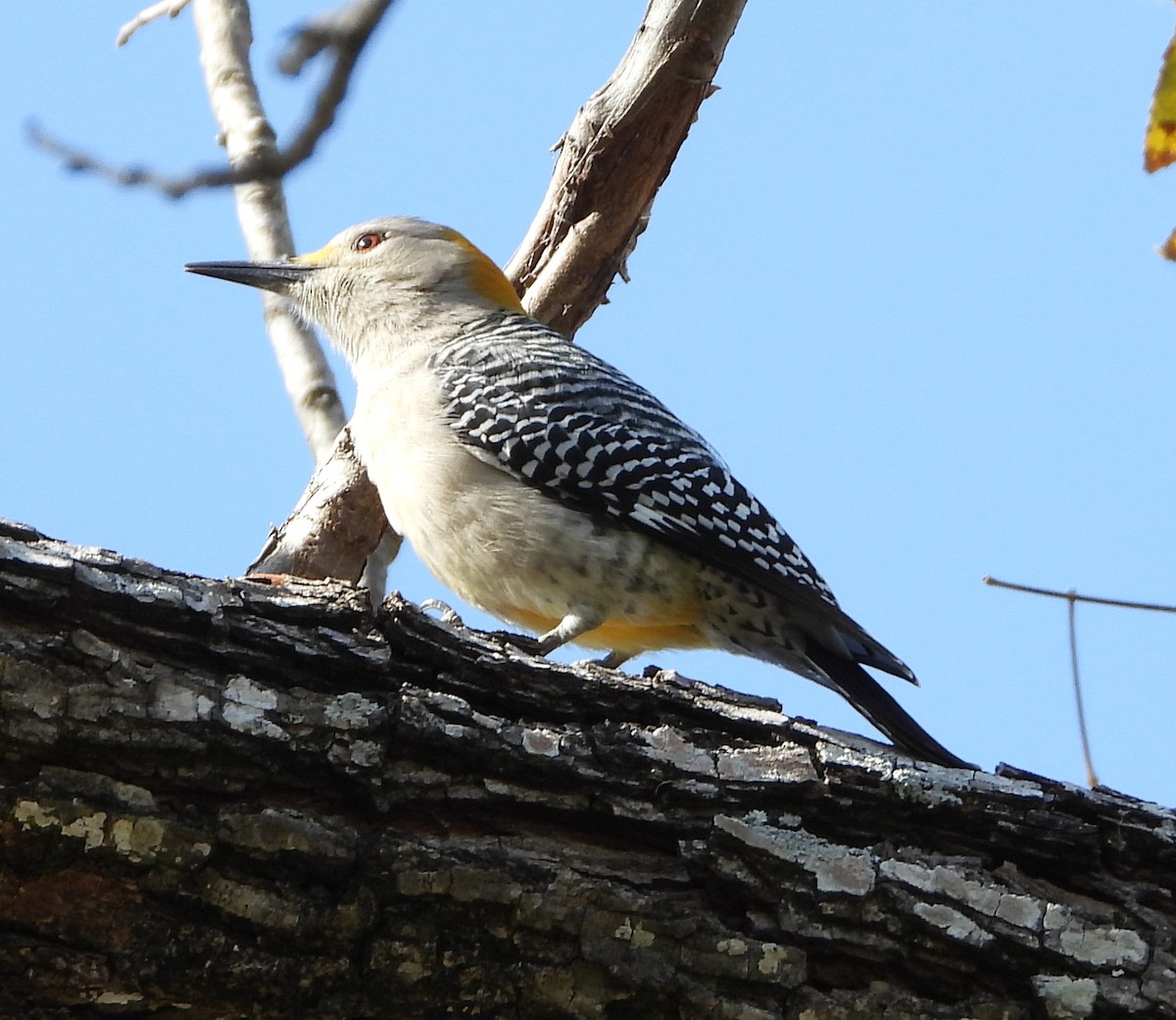 Златолобый дятел - ML646982566