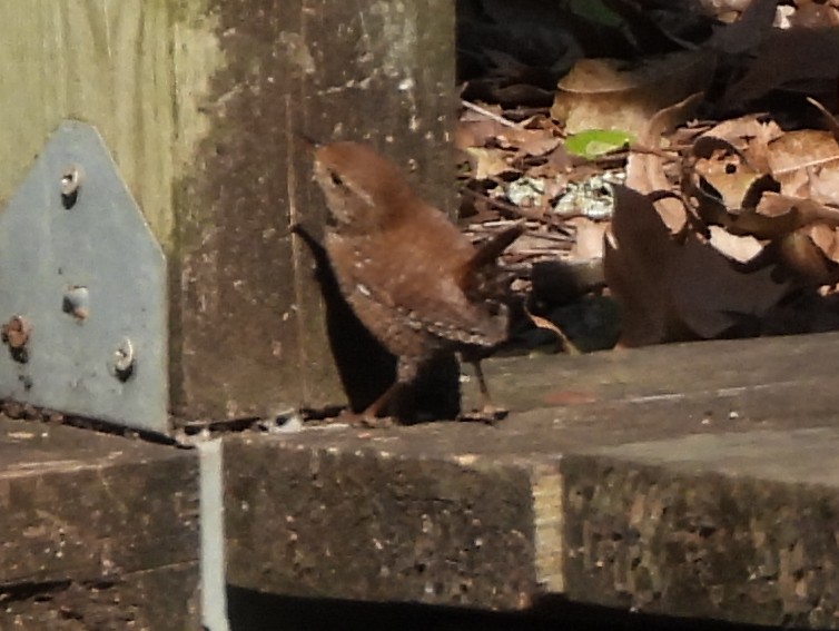 Troglodyte des forêts - ML646982569