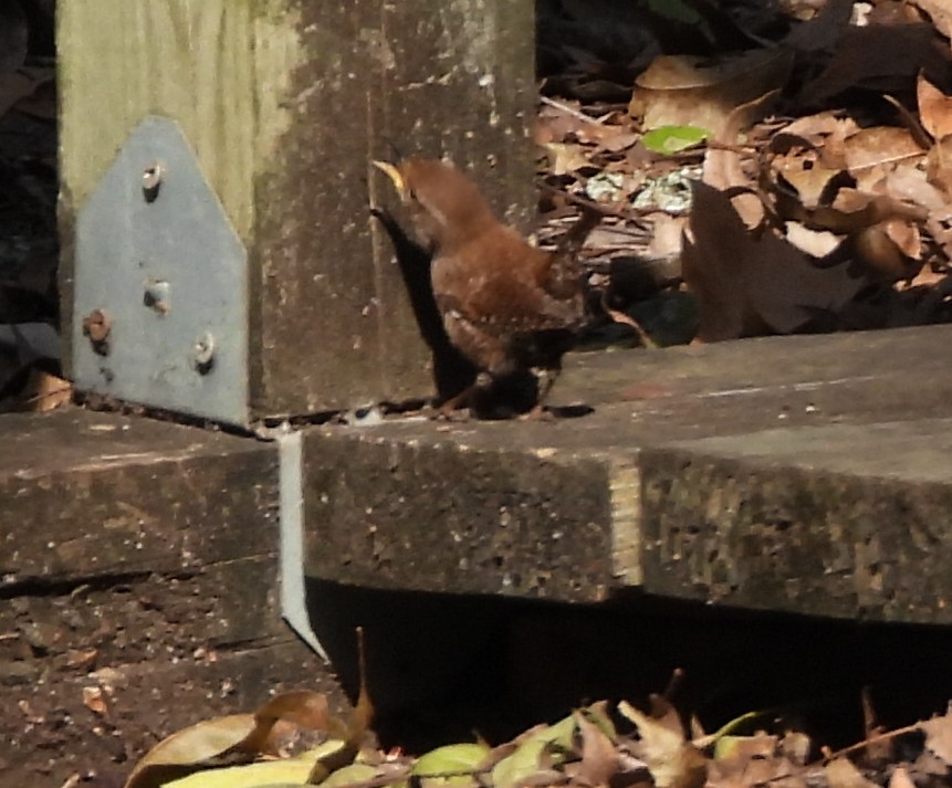 Troglodyte des forêts - ML646982570