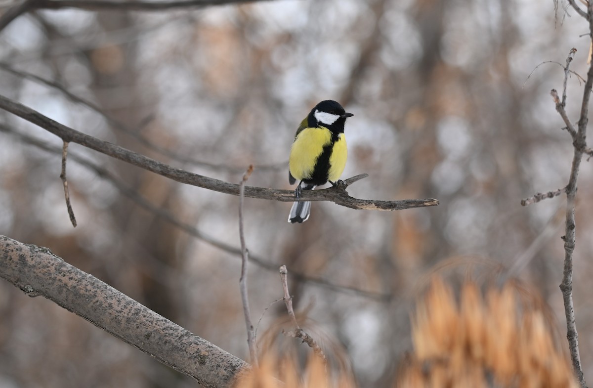 Great Tit - ML646982571