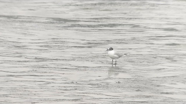 Saunders's Gull - ML646982578