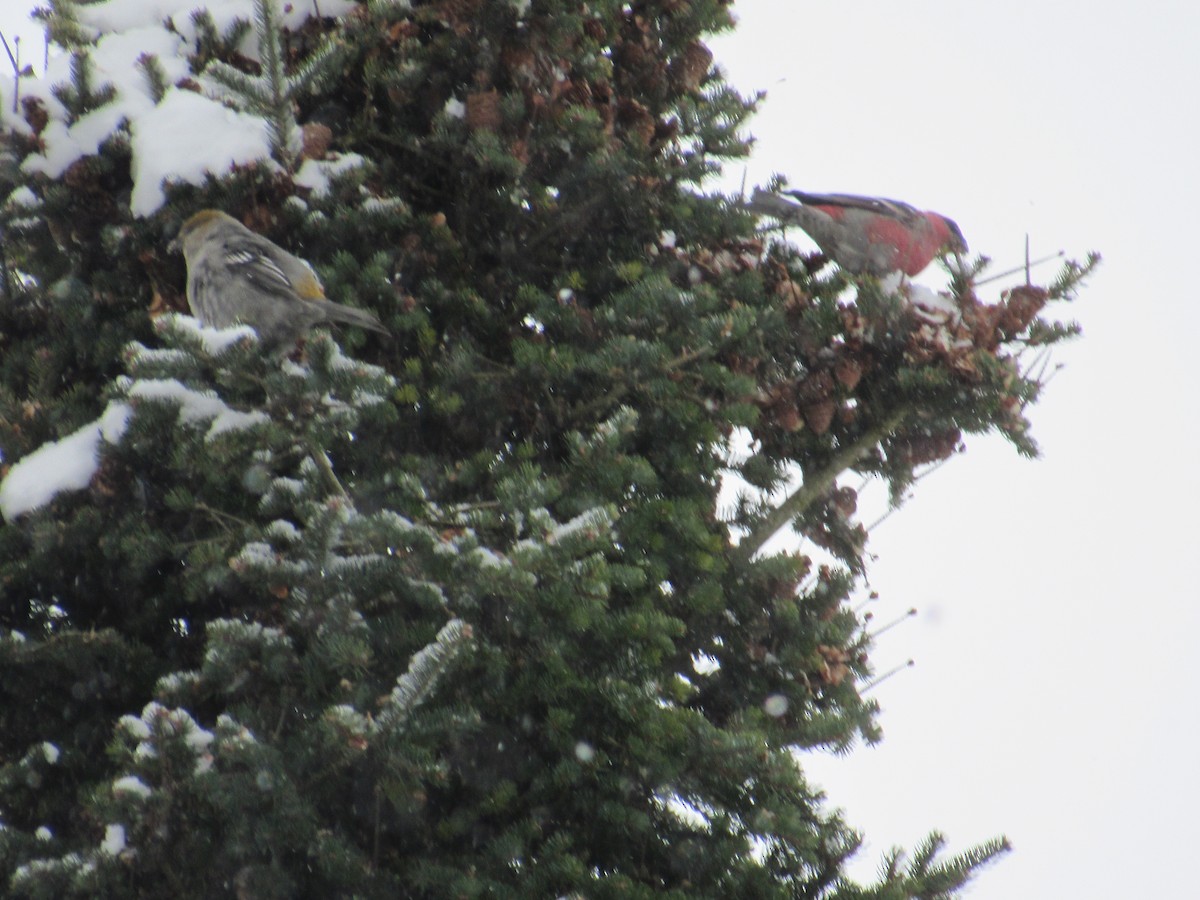 Pine Grosbeak - ML646982579