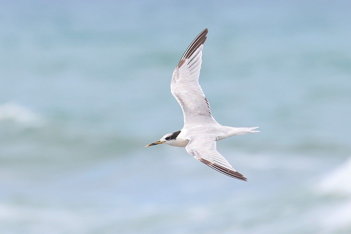 Sandwich Tern - ML646982588