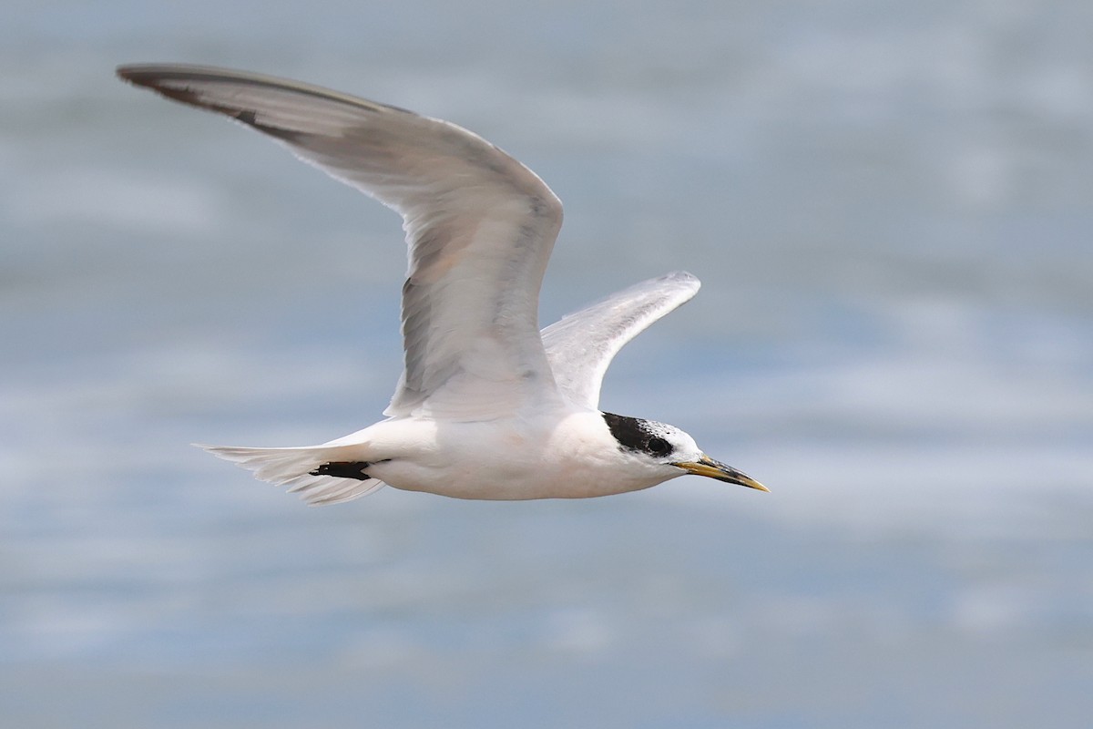 Sandwich Tern - ML646982589