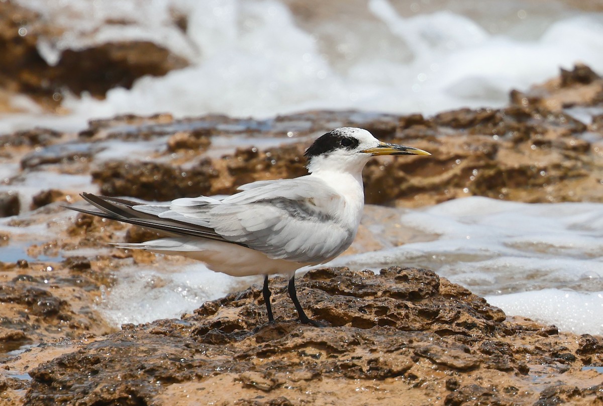 Sandwich Tern - ML646982590