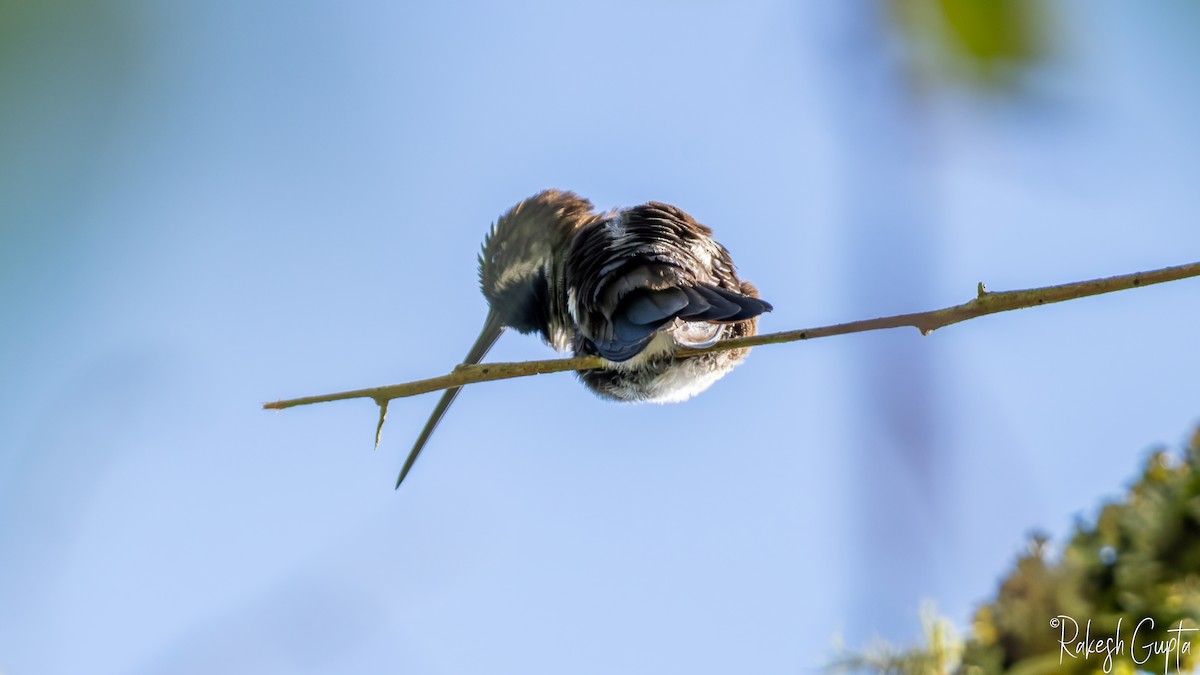 Green-fronted Lancebill - ML646982591