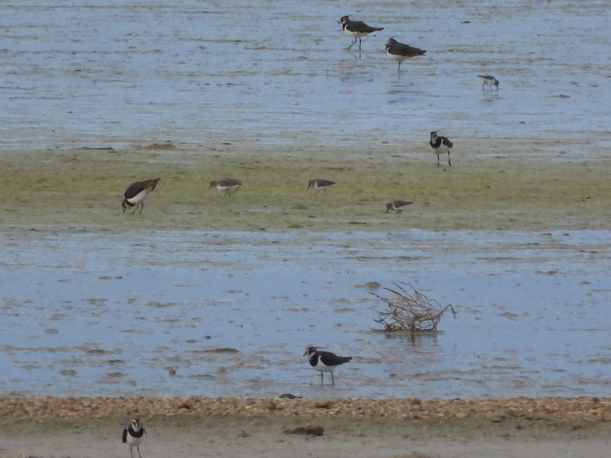 ハマシギ - ML646982592