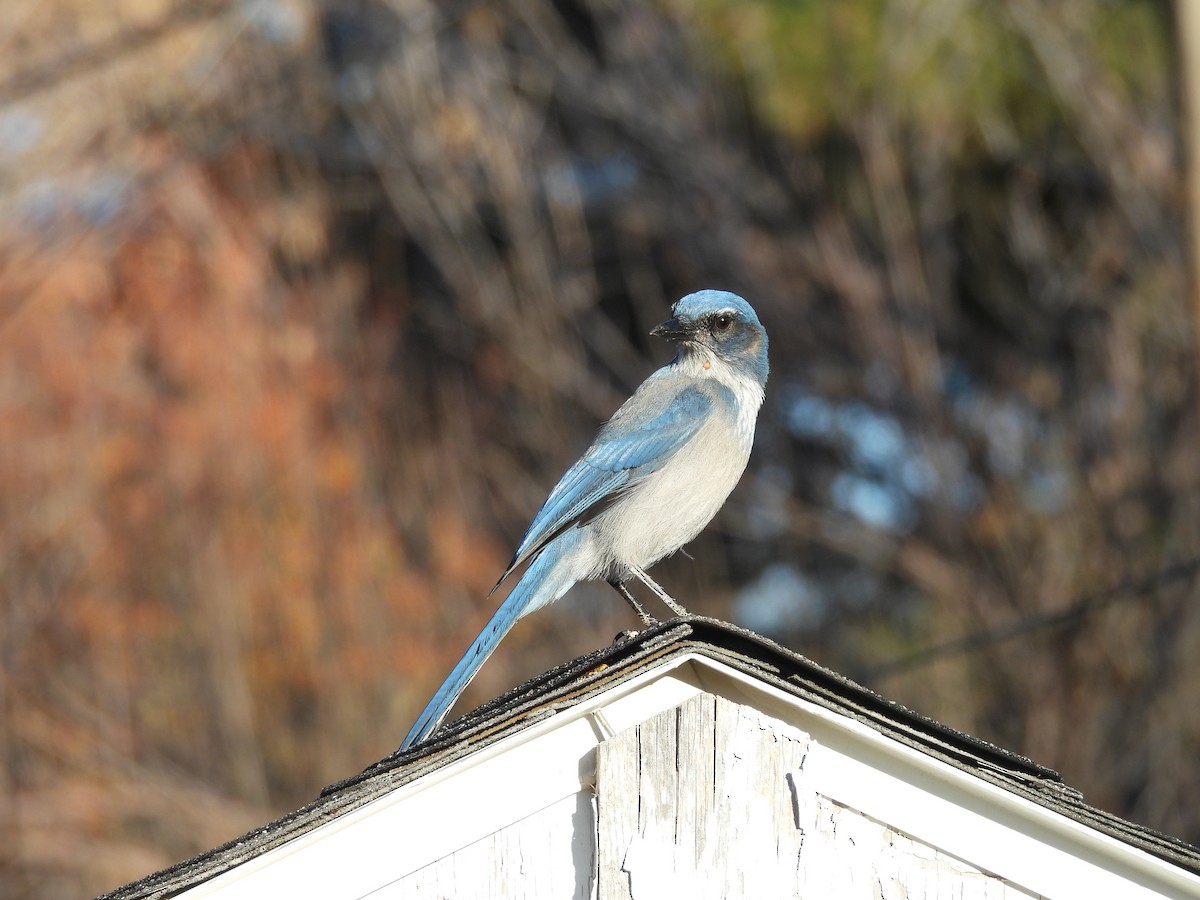Woodhouse's Scrub-Jay - ML646982595
