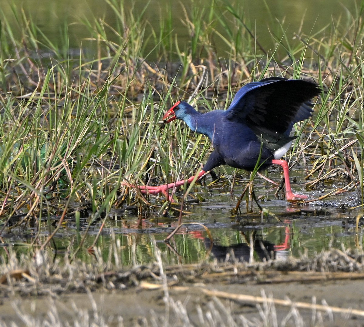 African Swamphen - ML646982600