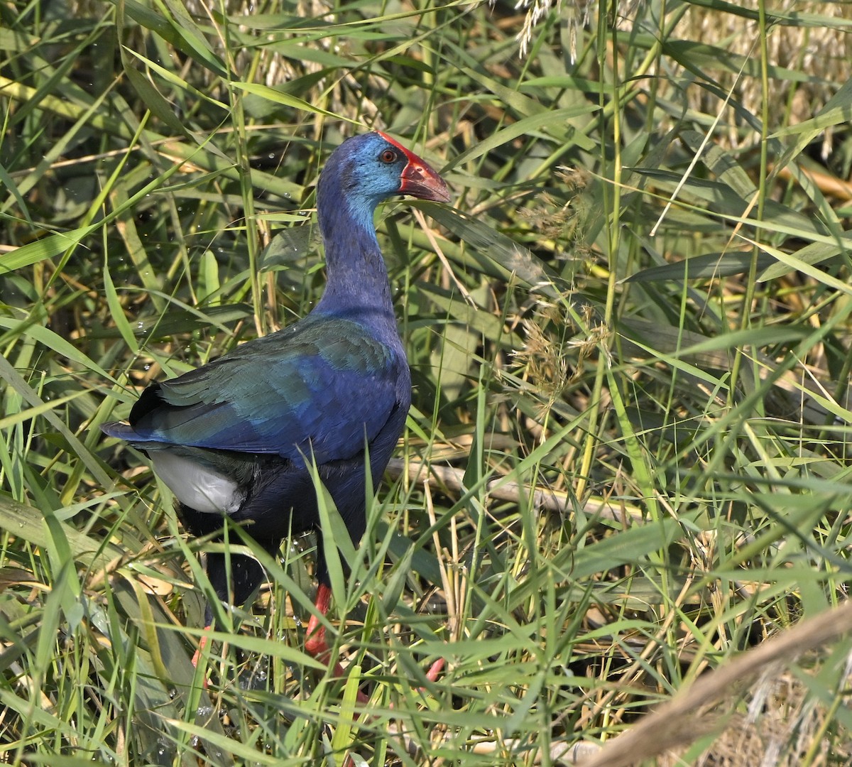 African Swamphen - ML646982601