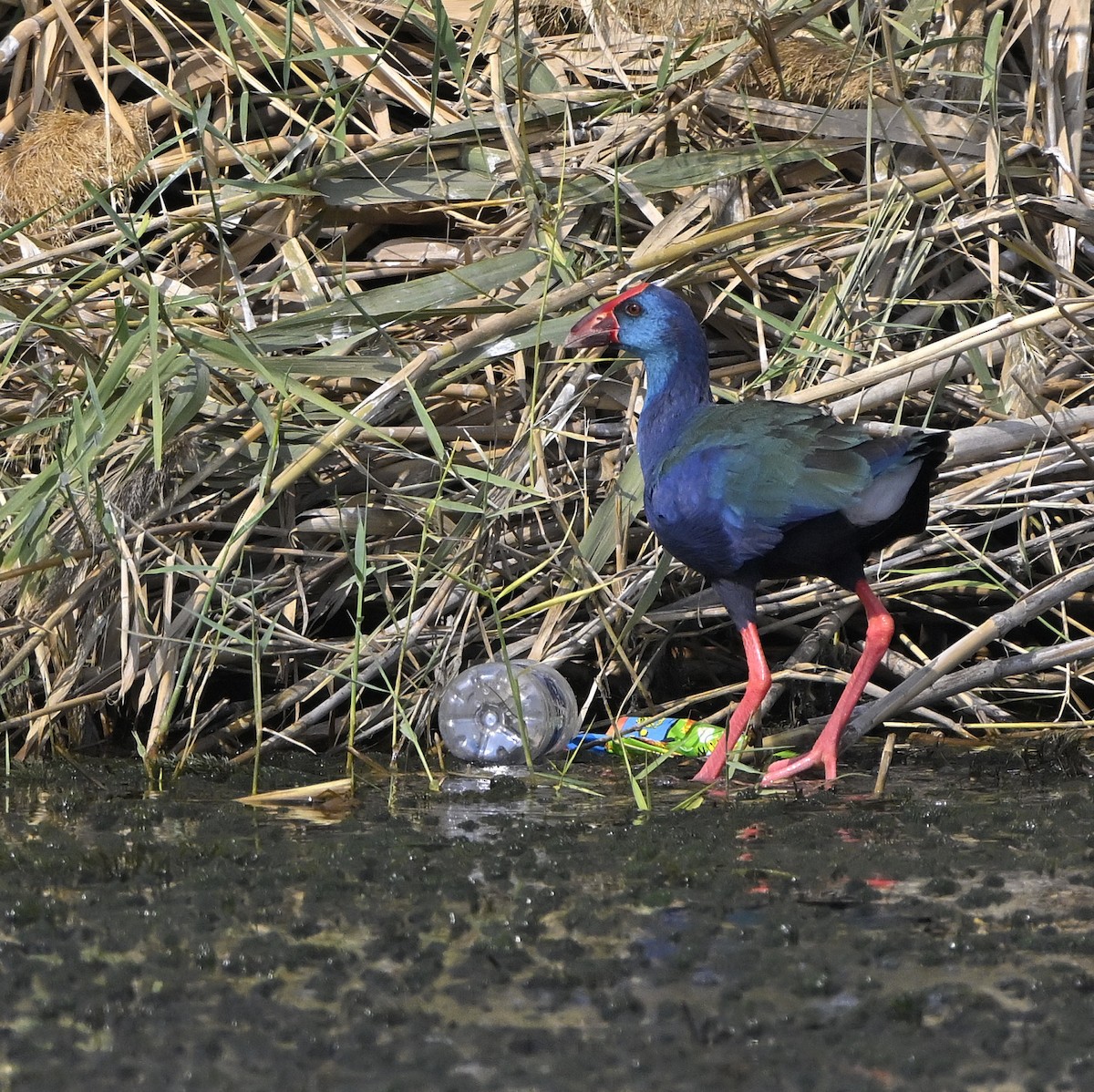 African Swamphen - ML646982602