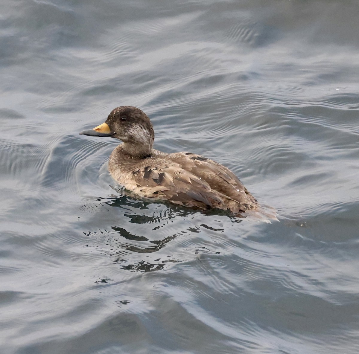 Black Scoter - ML646982604