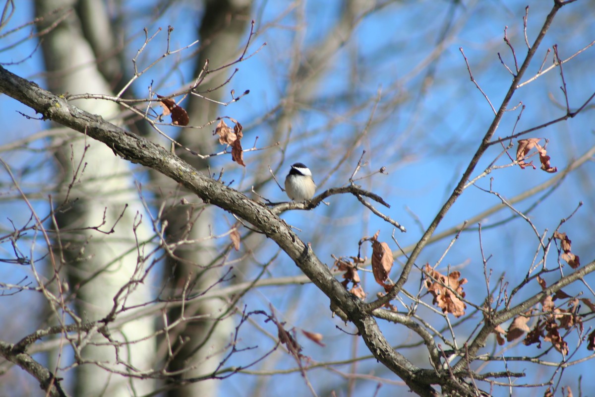 Black-capped Chickadee - ML646982605