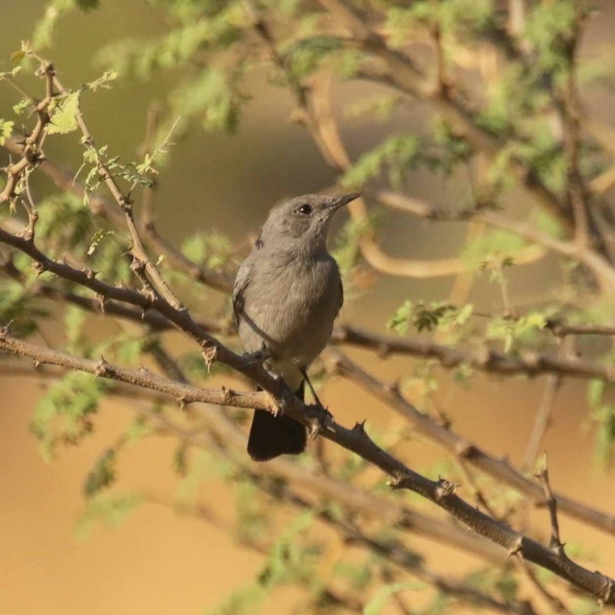 Чернохвостка - ML646982606