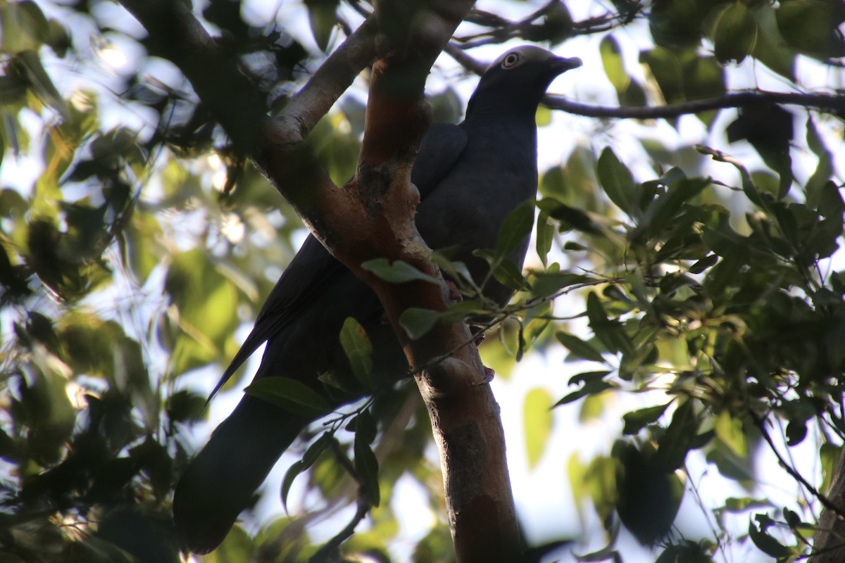 White-crowned Pigeon - ML646982607