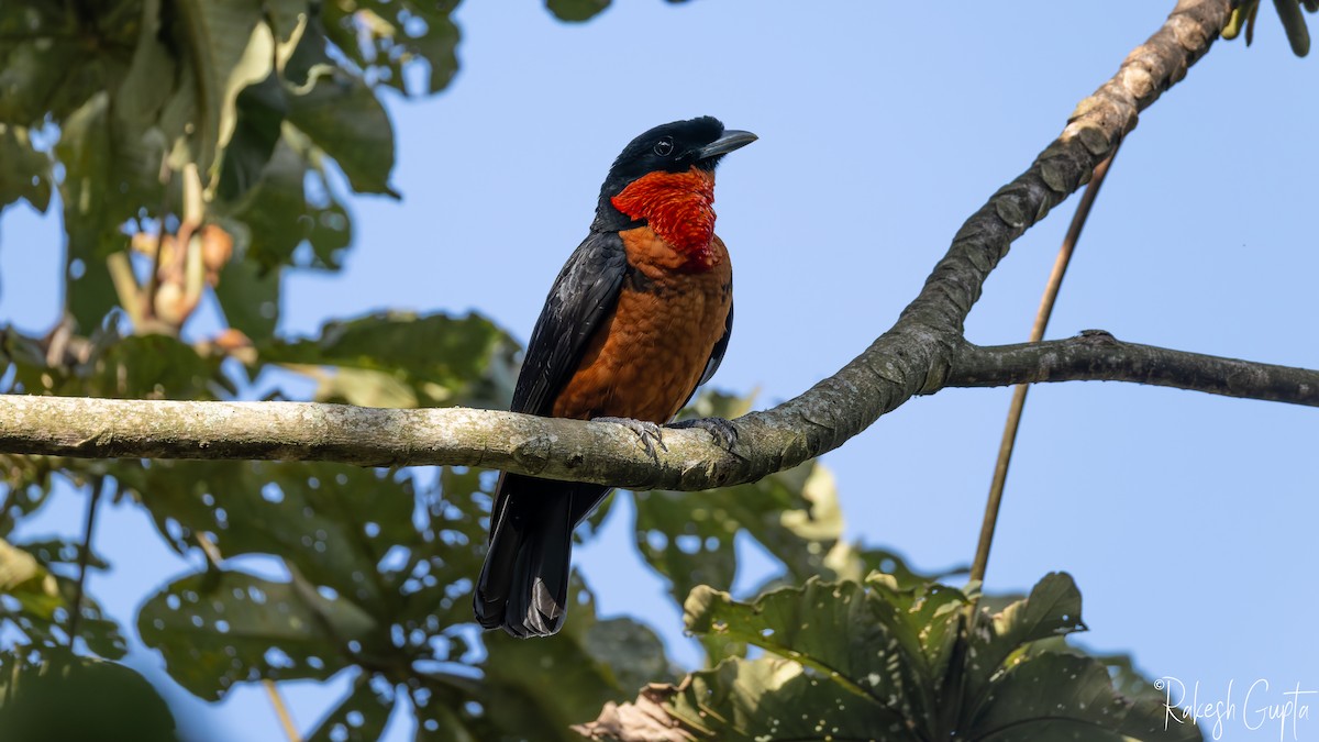 Red-ruffed Fruitcrow - ML646982610