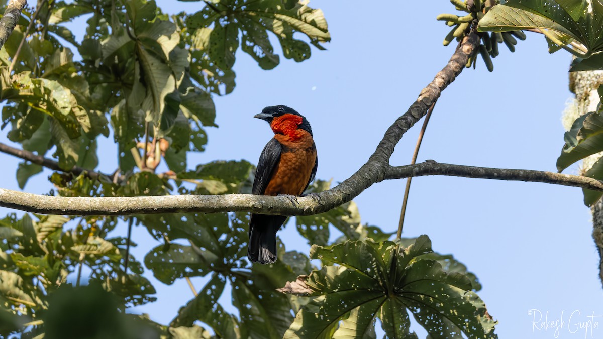 Red-ruffed Fruitcrow - ML646982611