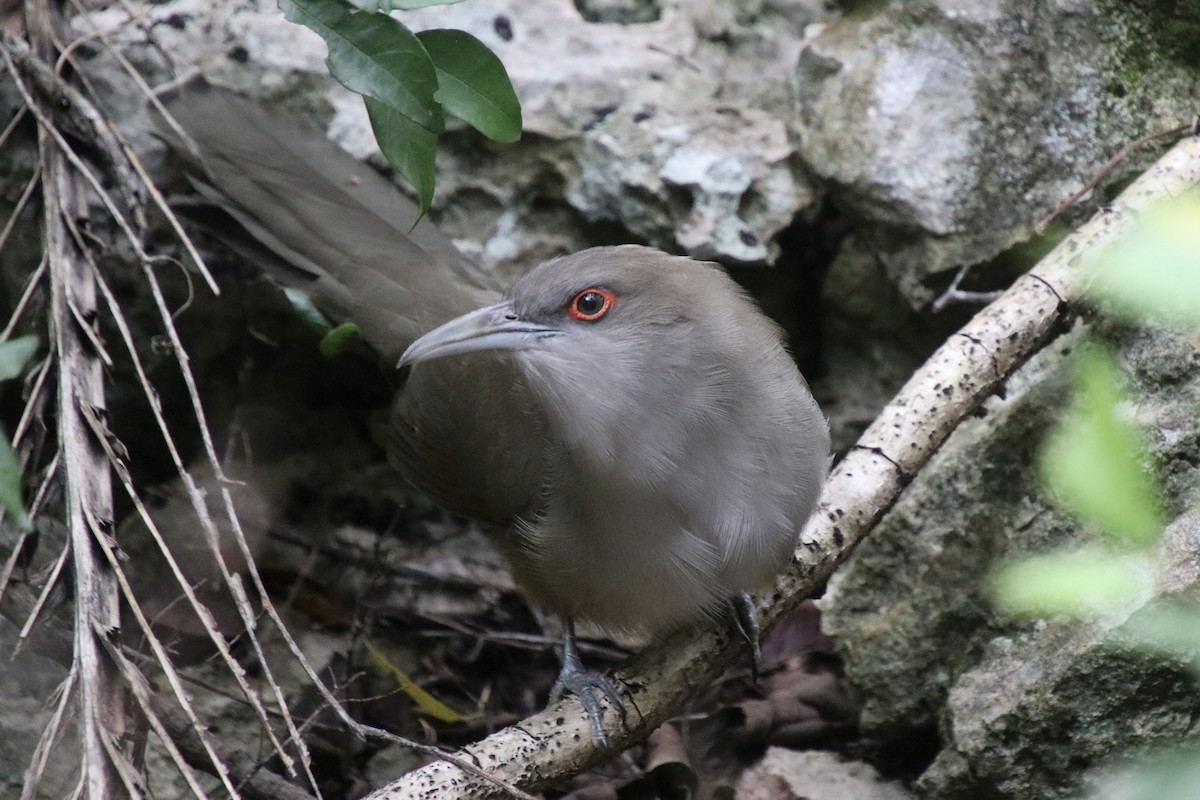 Great Lizard-Cuckoo - ML646982615
