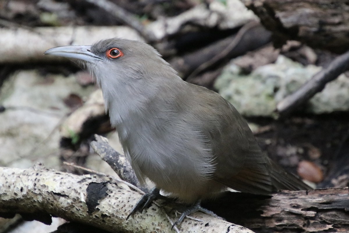 Great Lizard-Cuckoo - ML646982616