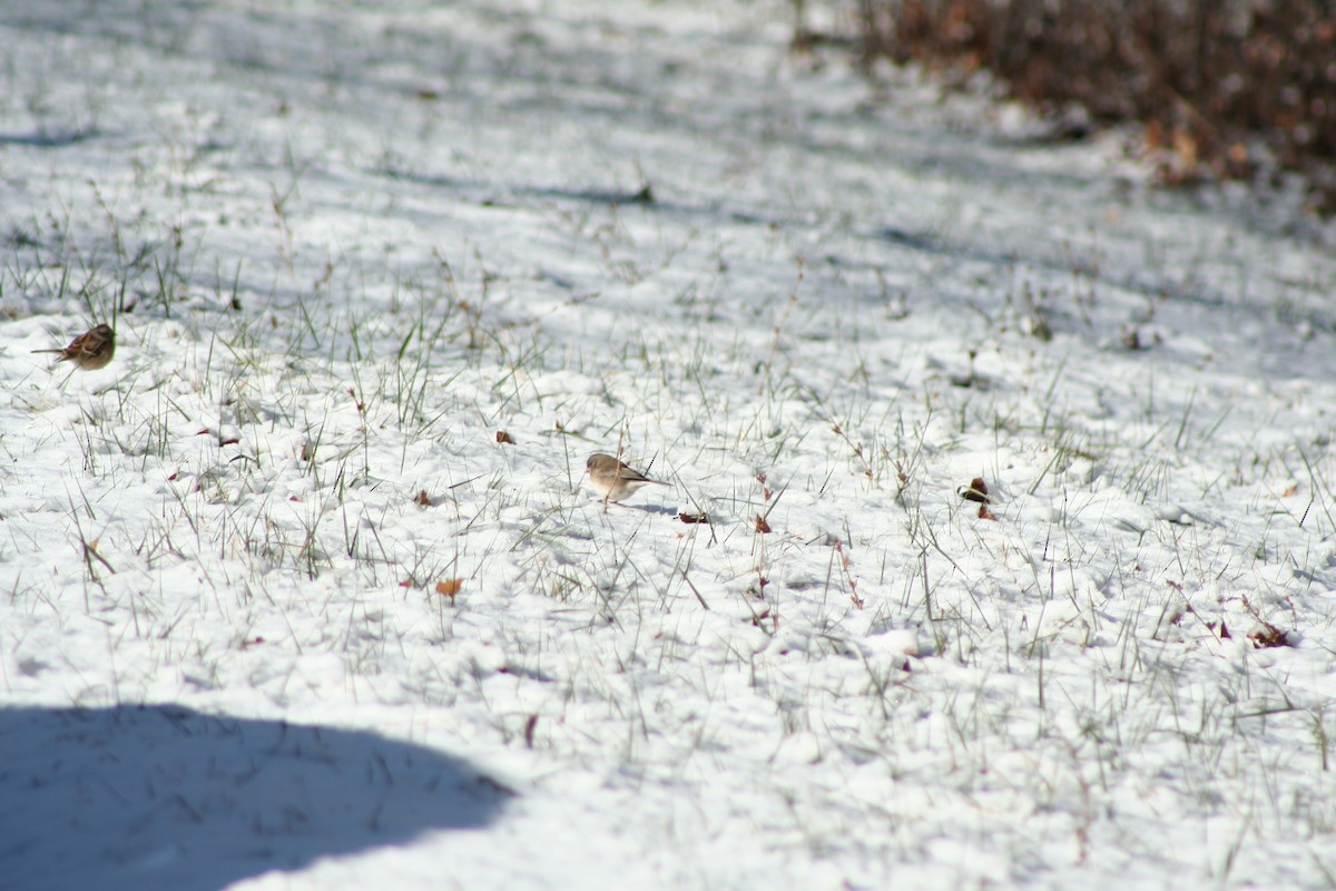 Dark-eyed Junco - ML646982617
