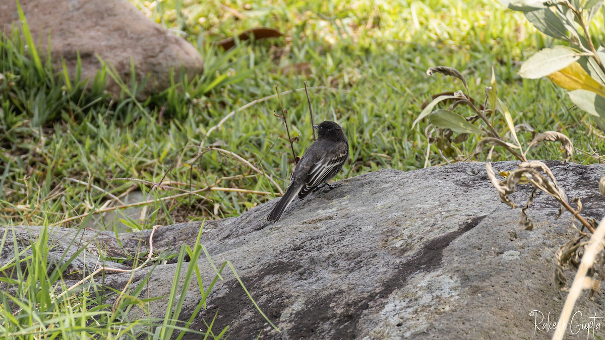 Black Phoebe - ML646982618