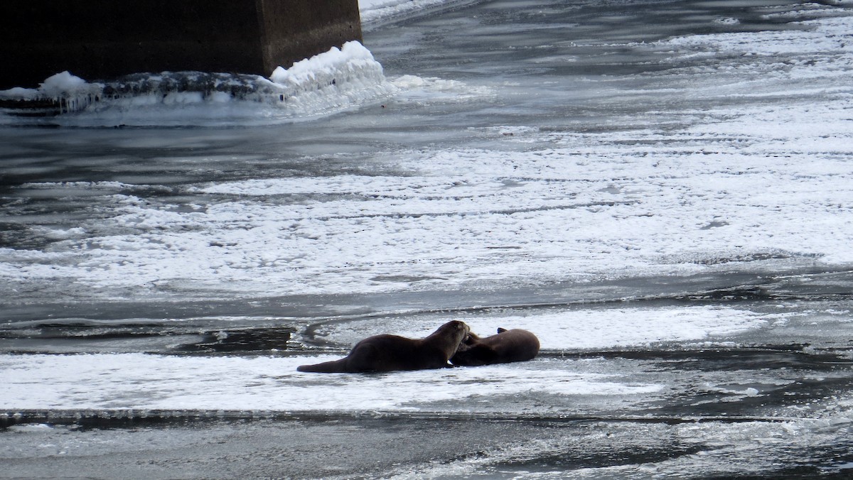 Канадская выдра - ML646982623