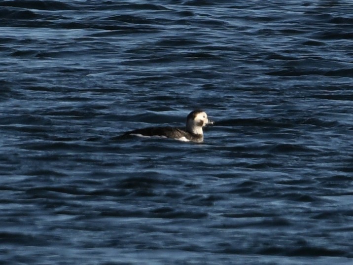 長尾鴨 - ML646982624