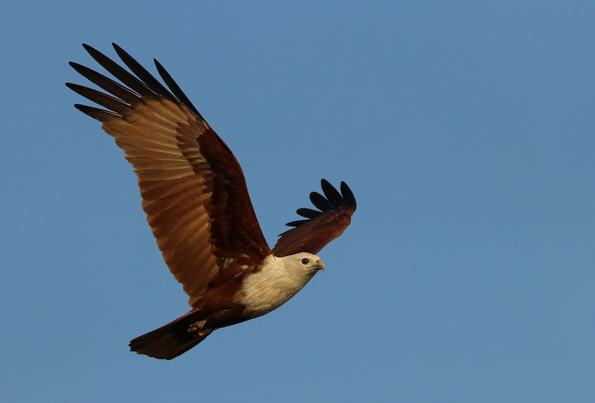 Milano Brahmán - ML646982625