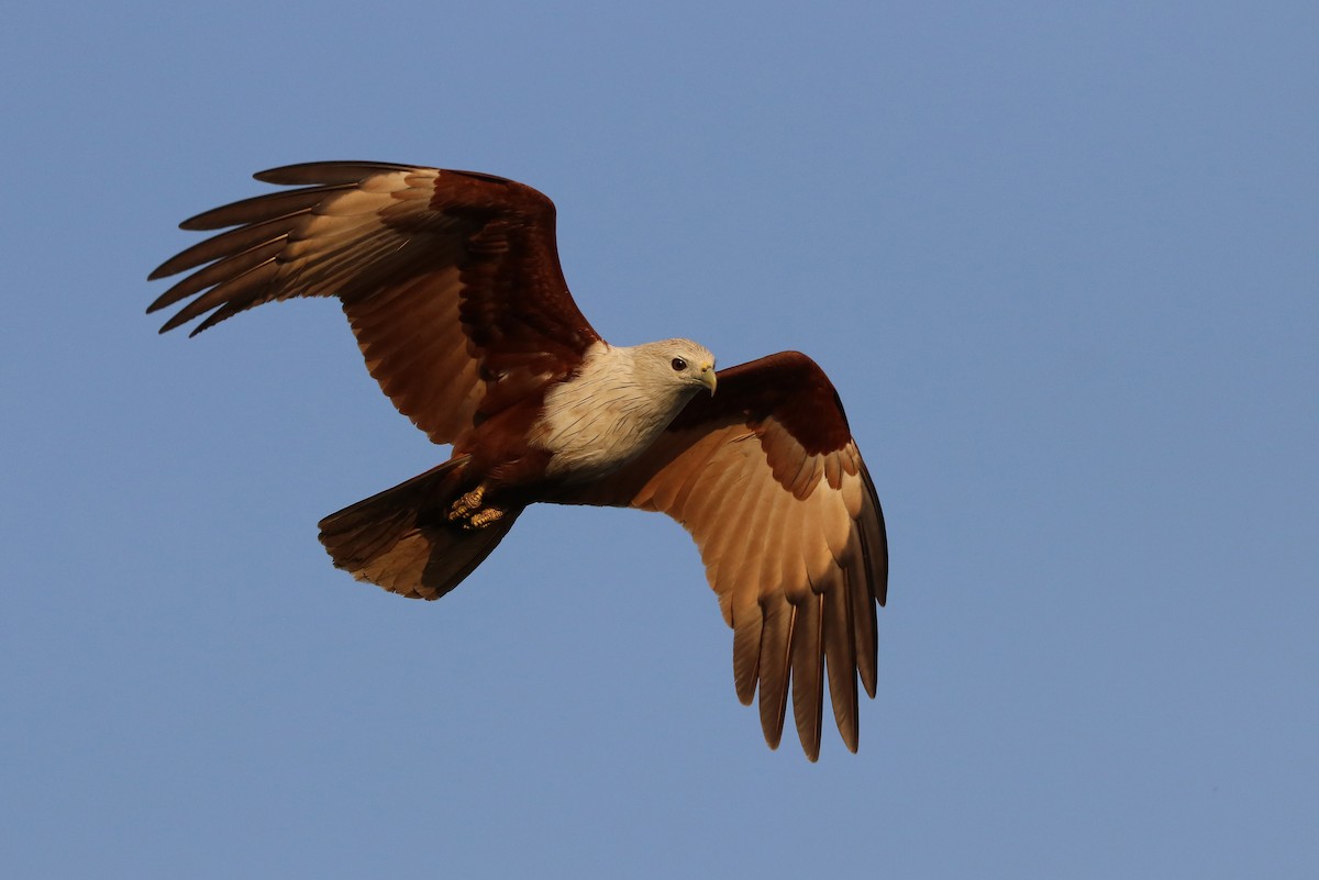 Milano Brahmán - ML646982626