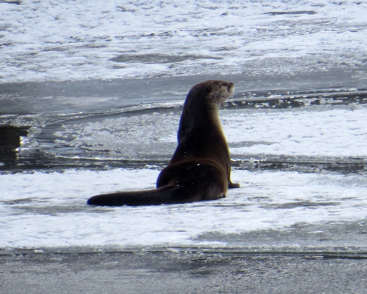 Канадская выдра - ML646982628