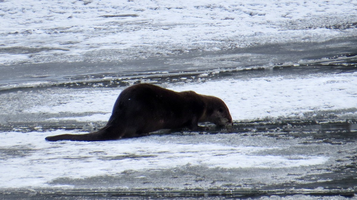 Канадская выдра - ML646982635