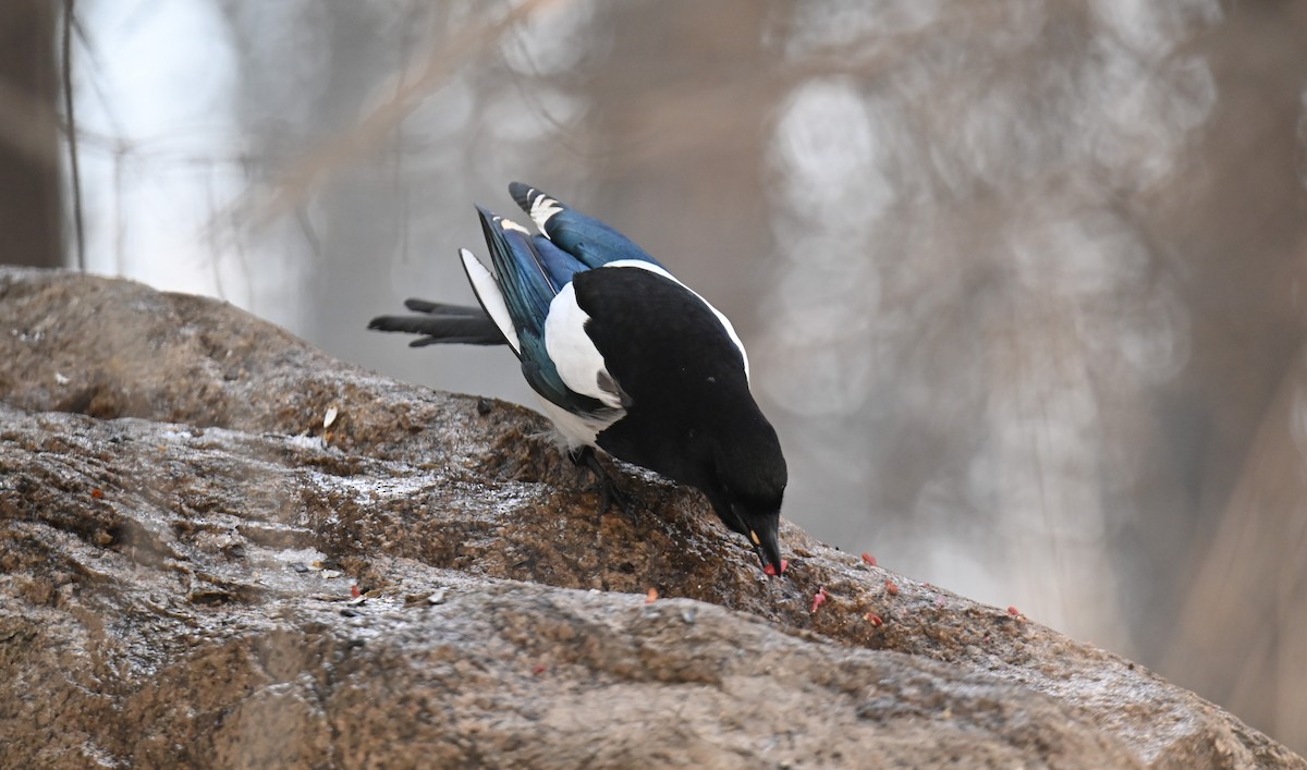 Eurasian Magpie - ML646982640