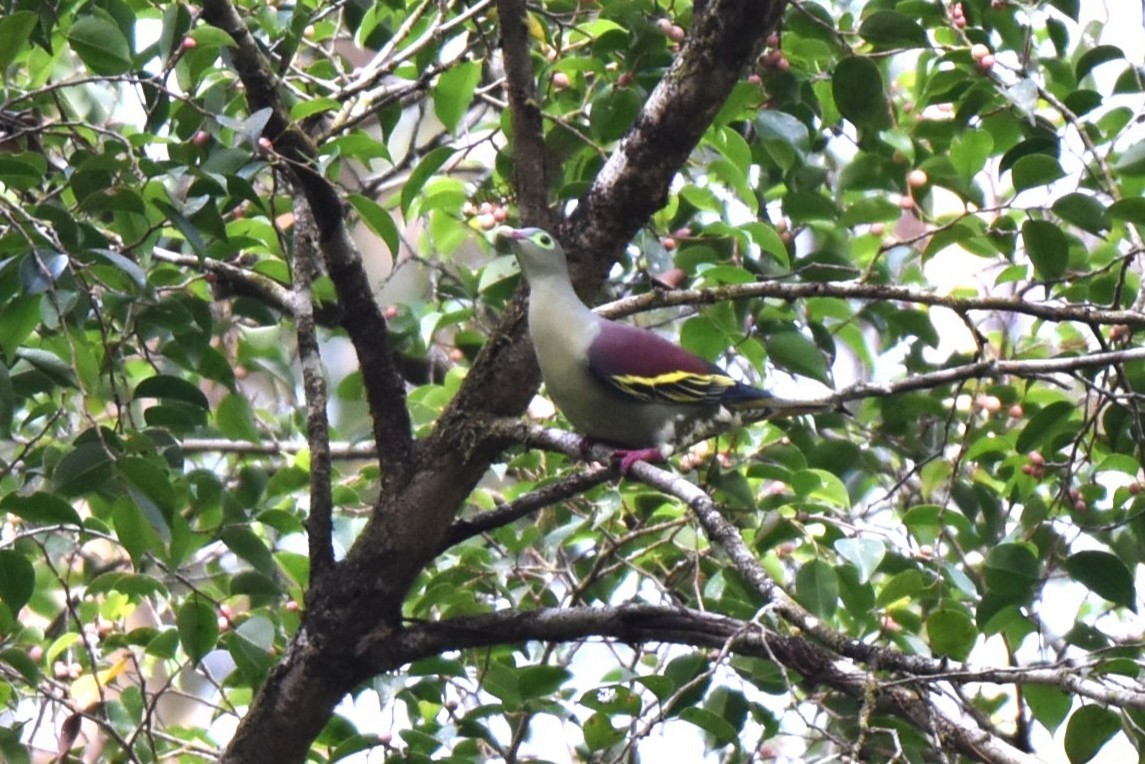 Вінаго індокитайський - ML646982641