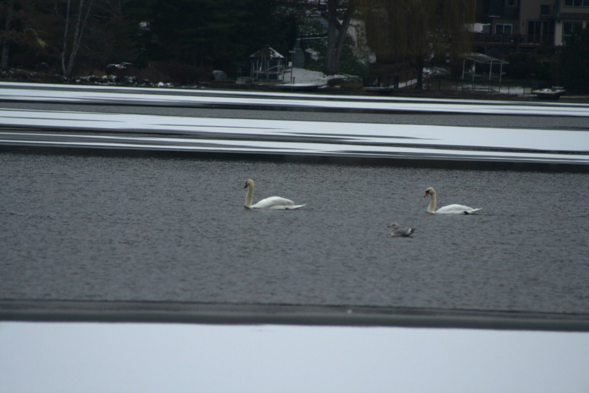 Mute Swan - ML646982646