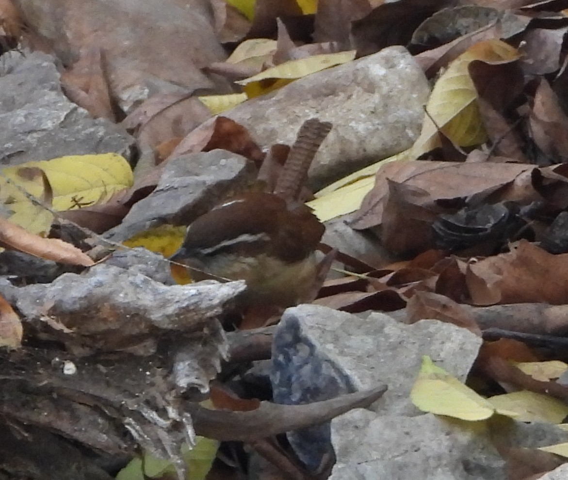 Troglodyte de Caroline - ML646982661