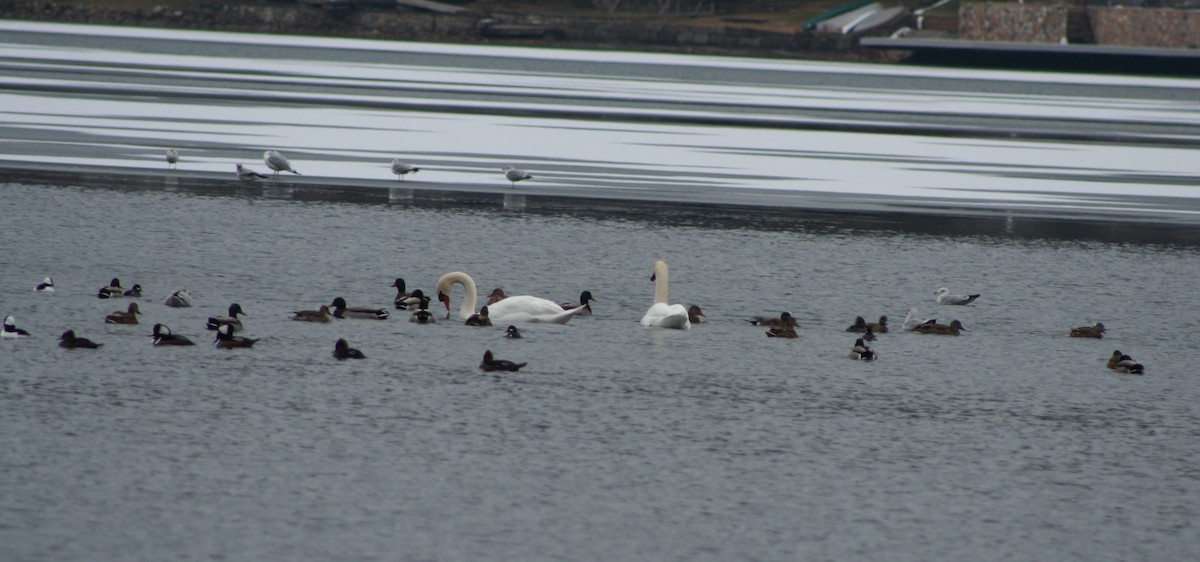 Mallard - ML646982665