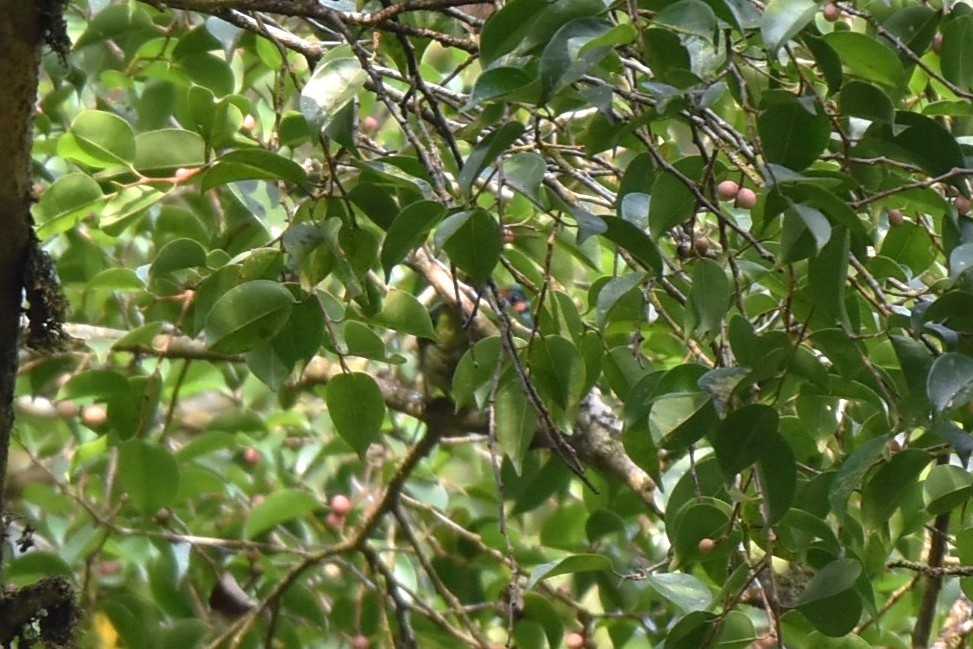 Blue-eared Barbet - ML646982667