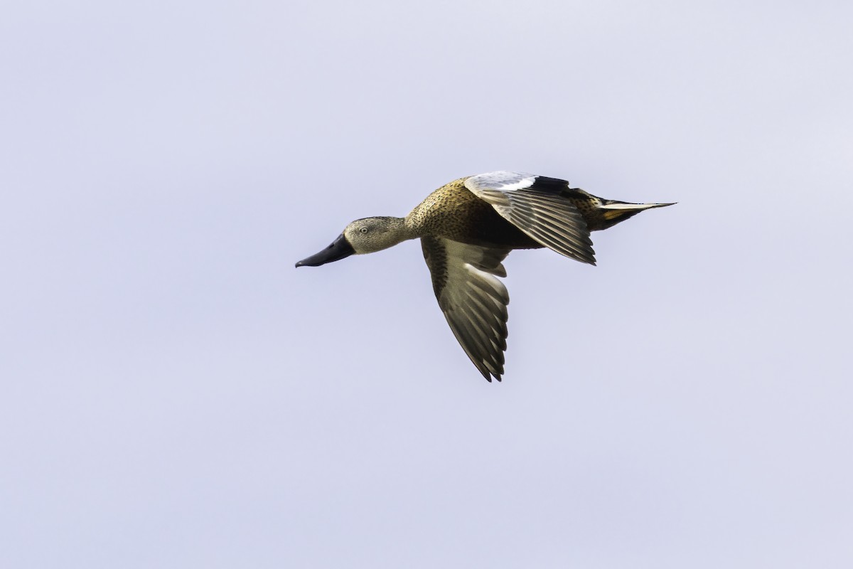 Ahate mokozabal gorria - ML646982673