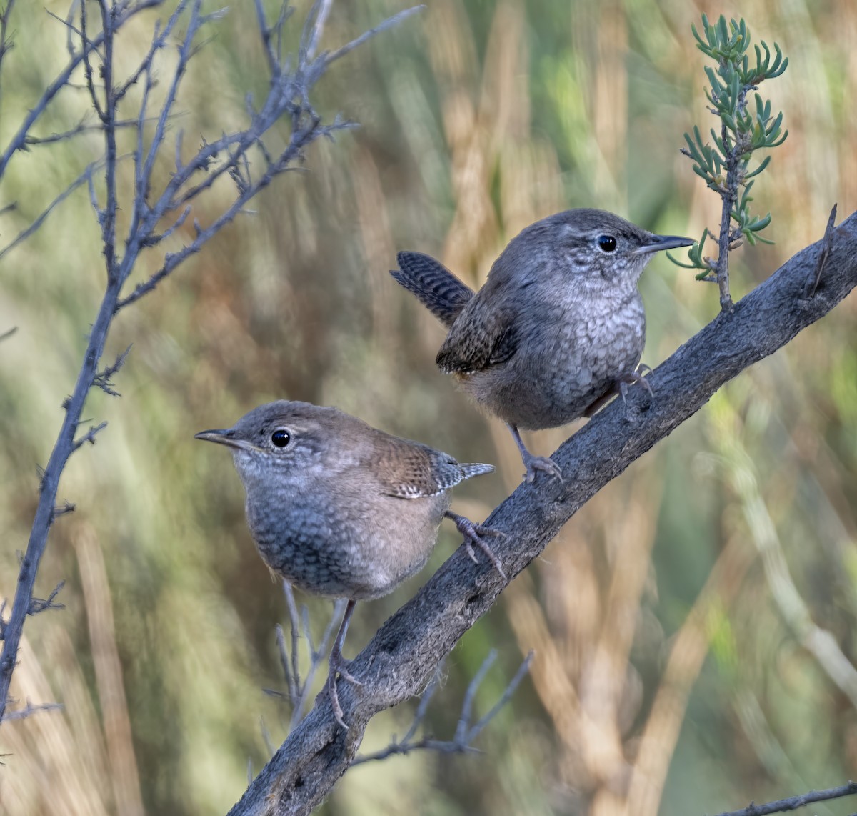 Northern House Wren - ML646982675