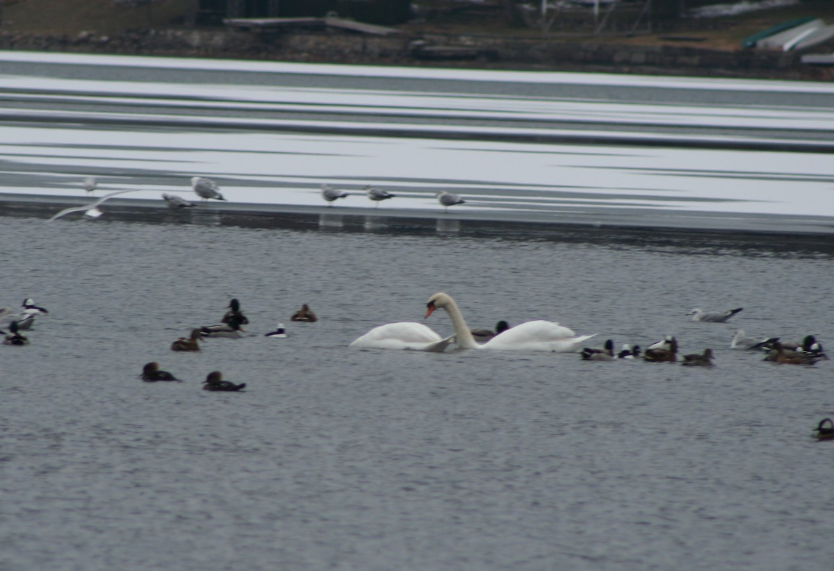 Ring-billed Gull - ML646982677