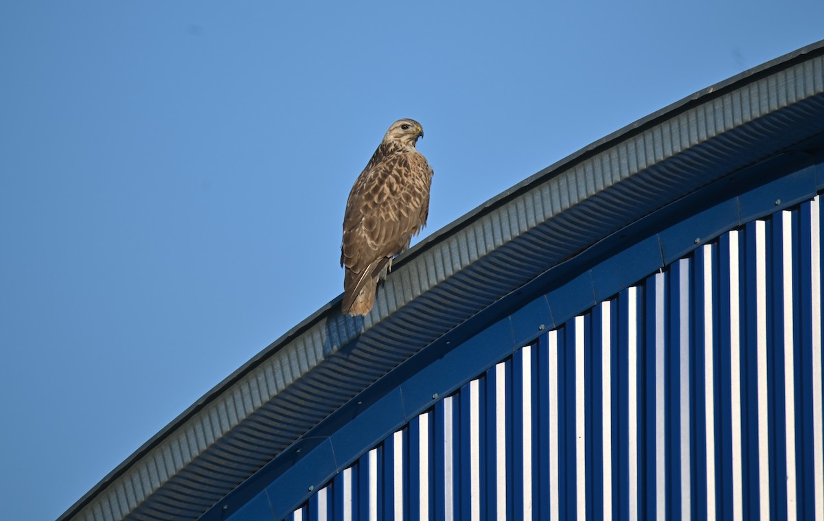 Eastern Buzzard - ML646982678