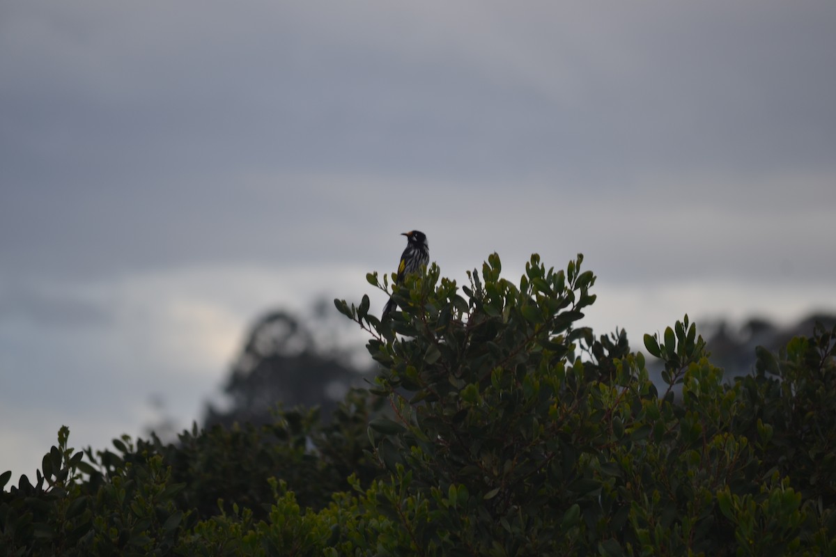 New Holland Honeyeater - ML646982679